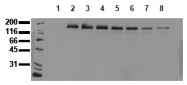 AM00053PU-N - CD340 / ERBB2 / HER2