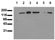 AM00054PU-N - ERBB3 / HER3