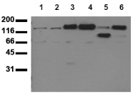 AM00056PU-N - ERBB4 / HER4