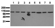 AM00058PU-N - MAPK7 / ERK5