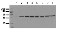 AM00061PU-N - c-fos