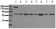 AM00062PU-N - c-fos