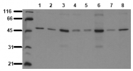 AM00064PU-N - GSK3 alpha