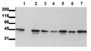 AM00066PU-N - GSK3 beta