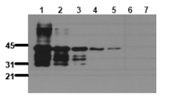 AM00069PU-N - GST-Tag