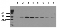 AM00070PU-N - HSPB1 / HSP27