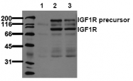 AM00071PU-N - CD221 / IGF1R