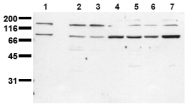 AM00077PU-N - CD220 / INSR