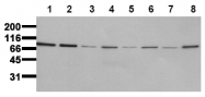 AM00078PU-N - CD220 / INSR