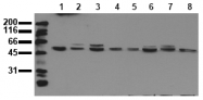 AM00079PU-N - MAPK9 / JNK2