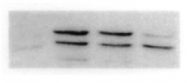 AM00082PU-N - MAPK8 / JNK1