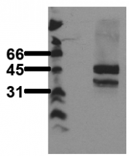 AM00083PU-N - LEF1