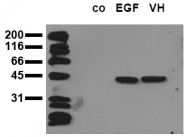 AM00084PU-N - MAPK3 / ERK1