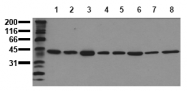 AM00085PU-N - ERK2