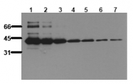 AM00088PU-N - Maltose Binding Protein Tag / MBP-Tag
