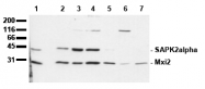 AM00097PU-N - MAP kinase p38 alpha / MAPK14