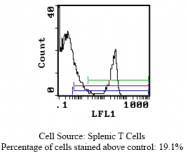 CL007A - CD8