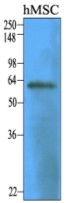 AM03116PU-N - CD73