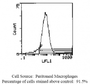 CL116BX - Endothelium