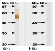 AM00933PU-N - Influenza A