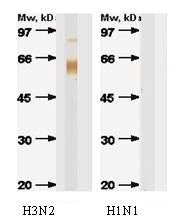 AM00940PU-N - Influenza A