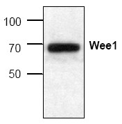 AP00042PU-N - WEE1 / Wee1-like protein kinase
