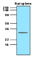 AM03130PU-N - CD257 / BAFF