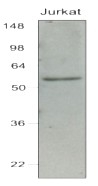 AM03127PU-N - IRF7