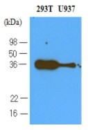 AM03126PU-N - CD279 / PD1