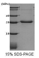 SA6050 - Adiponectin