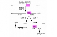 R1565 - Osteopontin / SPP1
