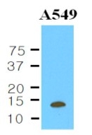 AM03137PU-N - Cystatin-B