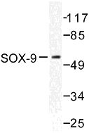 AP06583PU-N - SOX9