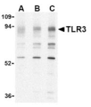 AP05232PU-N - CD283 / TLR3