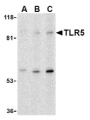 AP05234PU-N - TLR5