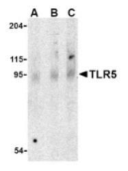 AP05235PU-N - TLR5