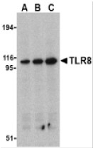AP05239PU-N - CD288 / TLR8