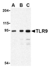 AP05241PU-N - CD289 / TLR9