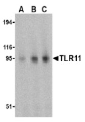AP05244PU-N - TLR11