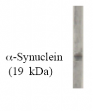 AM05346PU-N - Alpha-Synuclein / SNCA