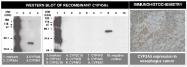 AM05372PU-N - CYP3A5
