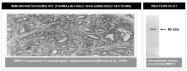 AM05377PU-N - MMP-2