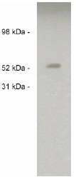 AP05259PU-N - SULF2