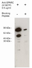 AP05261PU-N - SPARC / Osteonectin