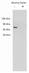 AP05263PU-N - Netrin-1