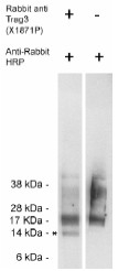AP05264PU-N - CSAG2