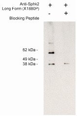 AP05265PU-N - Sphingosine kinase 2 / SPK2