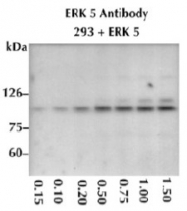 AP05269PU-N - MAPK7 / ERK5