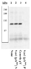 AP05276PU-N - VAV1