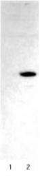 AP05016PU-N - SIV Protein Nef